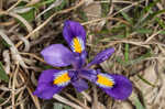 Dwarfe iris